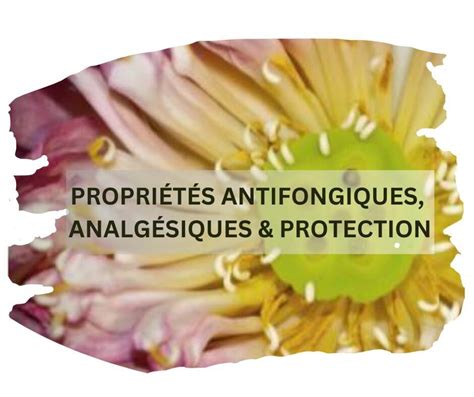 Illustration des propriétés antifongiques et antibactériennes