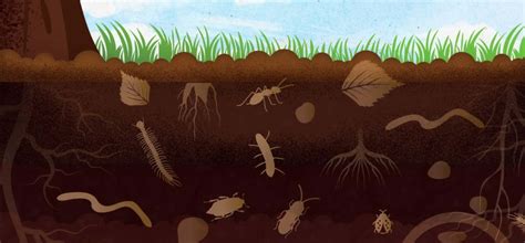 Agronomie des sols vivants