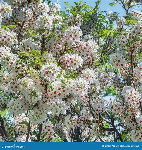 Noyer en fleurs