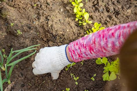 image d'un jardinier plantant des jeunes pousses au printemps