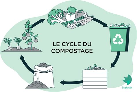 Infographie montrant le cycle de vie du compostage domestique et les apports en nutriments pour le sol