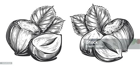 Illustration de la noisette symbolisant la fécondité