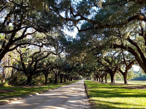 Allée de chênes majestueux à Boone Hall Plantation