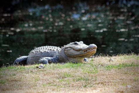 Alligator se reposant au bord de l'eau dans un marais de Caroline du Sud