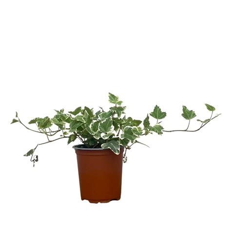 étagères de plantes de lierre en pot