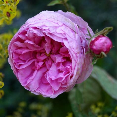 Rosier Rosa Centifolia en pleine floraison