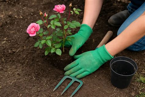 Un jardinier préparant un trou de plantation pour un rosier