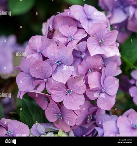 Hortensia rose en pleine floraison