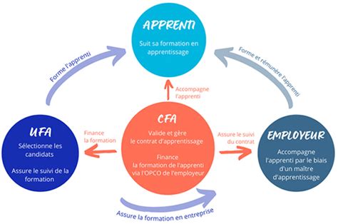 Schéma du fonctionnement de l'alternance (Apprenti, Entreprise, CFA)