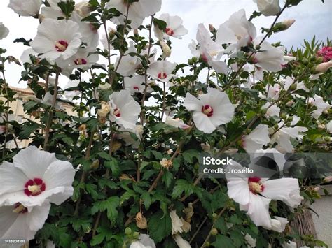 Illustration des trois principaux types d'hibiscus : Hibiscus syriacus, Hibiscus moscheutos et Hibiscus rosa-sinensis