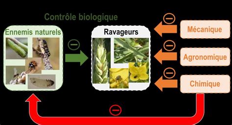 Infographie sur les principaux ravageurs de l'hibiscus et leurs traitements