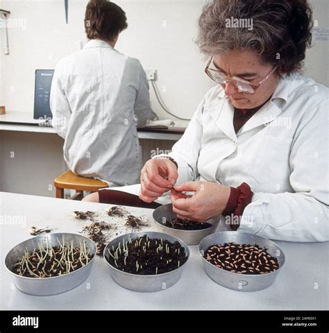 Échantillon de semences analysé en laboratoire