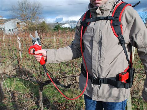 Illustration d'un viticulteur taillant sa vigne avec un sécateur électrique