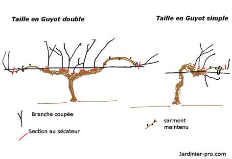 Schéma explicatif de la taille Guyot simple et double