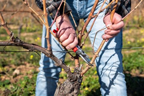 Image d'un cep de vigne après une taille correcte et une taille incorrecte