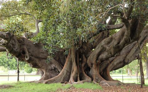 Photo d'un Ficus macrophylla imposant