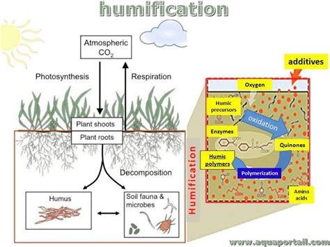 Schéma explicatif de l'humusation