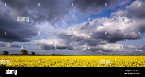 Champ de colza fleuri sous un ciel nuageux