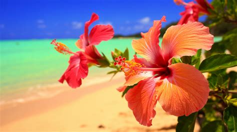 Panneau d'accueil de l'Habitation Grande Anse avec des fleurs tropicales
