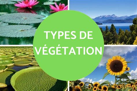 Illustration des différents types de végétation nécessitant une débroussailleuse