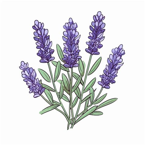 illustration d'herbes aromatiques comme la lavande et la sauge
