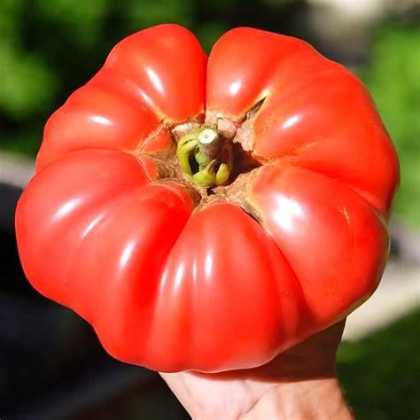 Tomate Big Zac record du monde