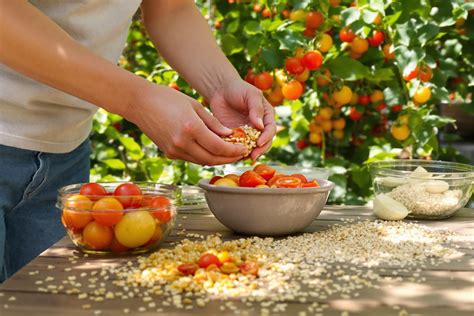 Récolte et stockage des graines de tomate