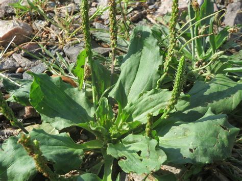 Feuilles de plantain dans un jardin