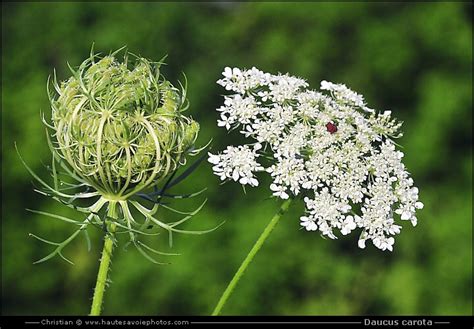 Fleurs de carotte sauvage (Reine-des-prés)