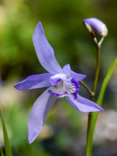 Illustration d'une orchidée jacinthe Bleue (Bletilla striata Blue Dragon)
