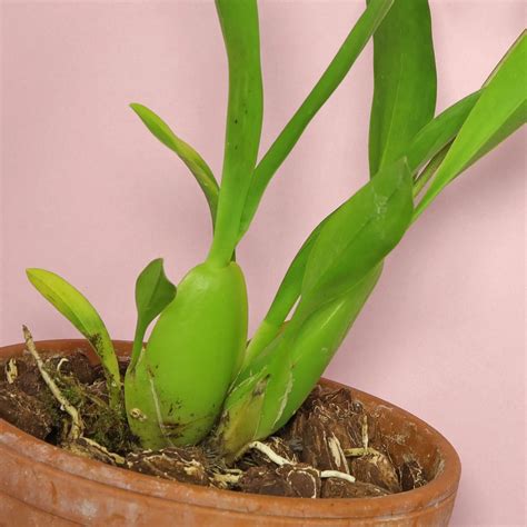 Gros plan sur les pseudobulbes tendres d'un Oncidium