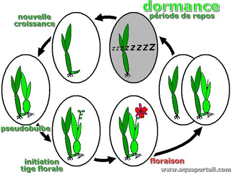 Infographie expliquant le cycle annuel de croissance et de dormance d'une orchidée de froid