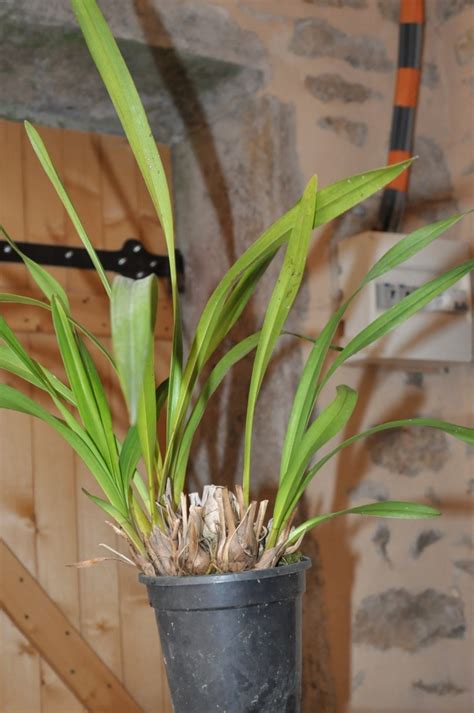 Étapes illustrées du rempotage d'un Cymbidium