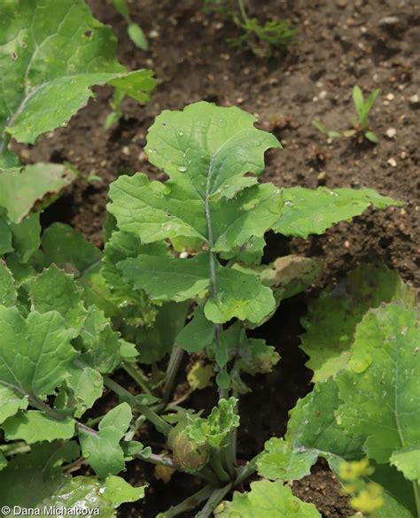 Navet - Brassica napus