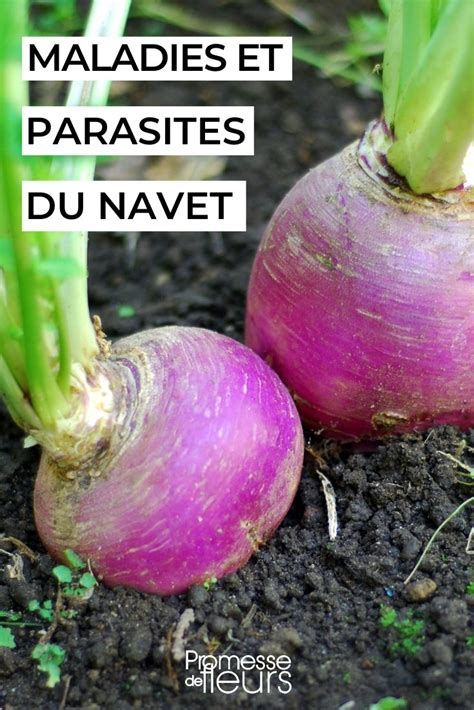 Maladies et ravageurs du navet