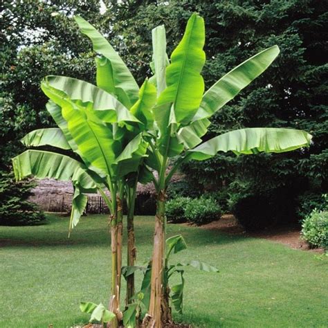 Musa Basjoo in a garden