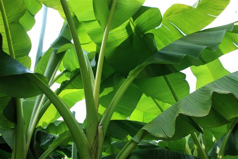 Sunlight for banana plant