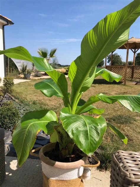 Jeune plant de bananier en pot