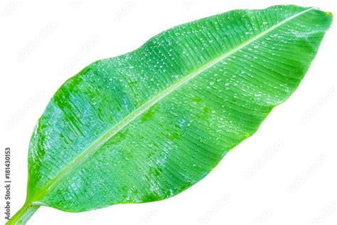 Feuille de bananier avec araignées rouges