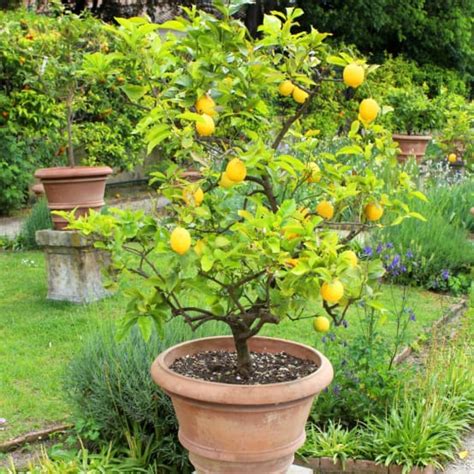 Citronnier 4 saisons en pot