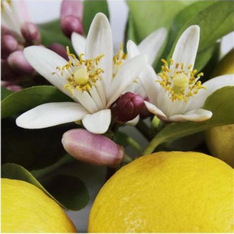 Fleurs et fruits de citronnier 4 saisons