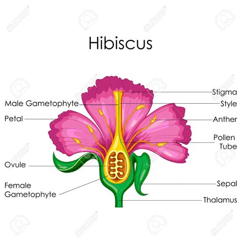 Schéma de l'anatomie de la fleur d'hibiscus sabdariffa