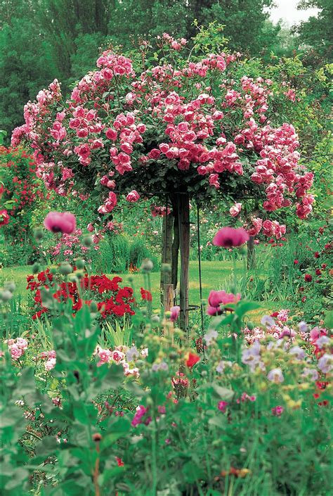 Rosier pleureur en pleine floraison avec un tuteur parapluie