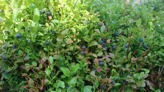 Comparaison visuelle entre un myrtillier sauvage et un myrtillier arbustif cultivé