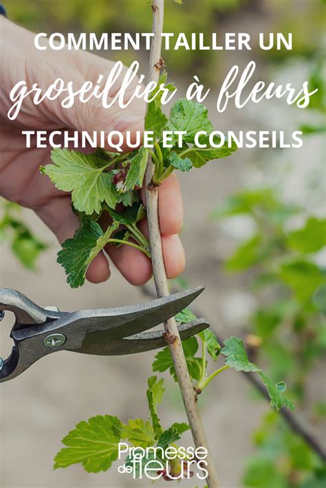 Infographie sur les techniques de taille du groseillier selon le type de bois