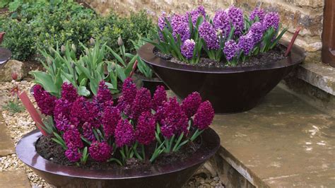 Jacinthes en fleurs dans une jardinière colorée