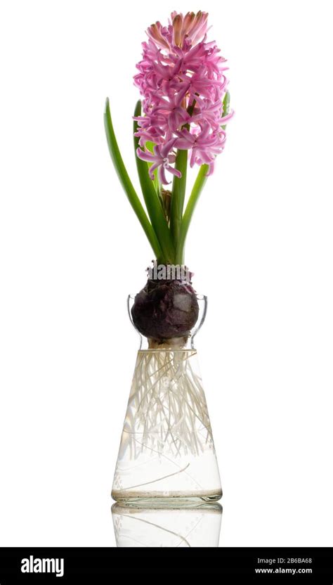 Jacinthe cultivée sur l'eau dans un vase