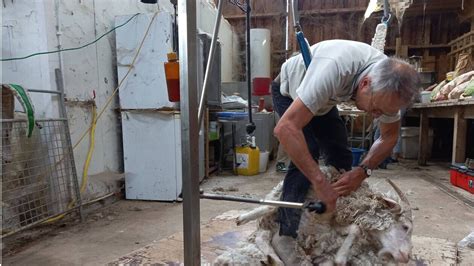 Tondeur de mouton en pleine action