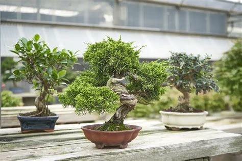 Exemple de bonsai d'extérieur
