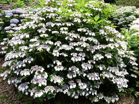 Gros plan sur les pétales bicolores d'un hortensia serrata